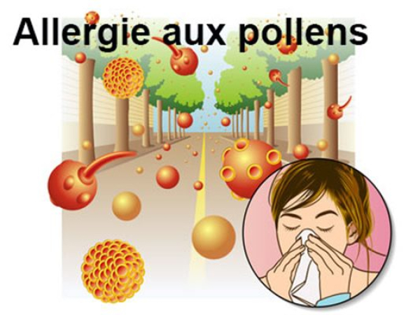 Bulletin Allergo-pollinique Bordeaux